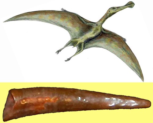 Siroccopteryx pterosauro dente - siroccopteryx,
