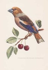 Frosone comune coccothraustes - frosone,
