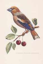 Frosone Comune Coccothraustes Stampa a Colori Di 1953 Kirschkernbeisser