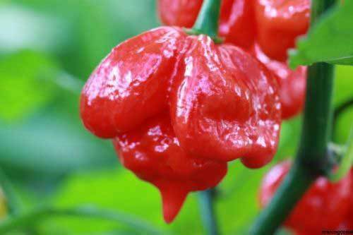 Peperoncino trinidad scorpion - trinidad,