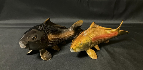 Coppia carpa koi giapponese