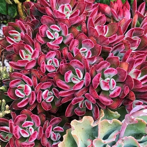 Echeveria pulvinata devotion - 3,