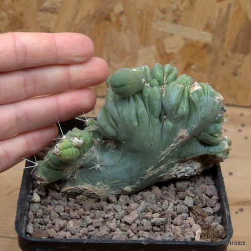 Triko cereus bridgesii