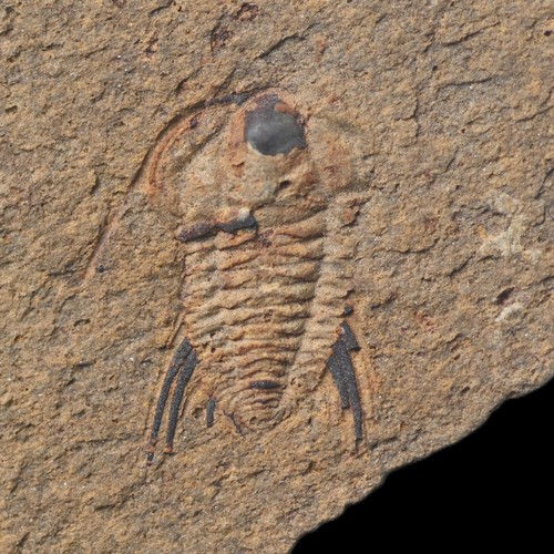 Juvenil bathynotus elongatus - bathynotus,