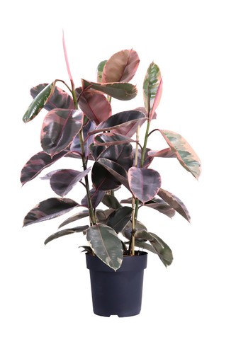 Pianta vera ficus elastica - di,