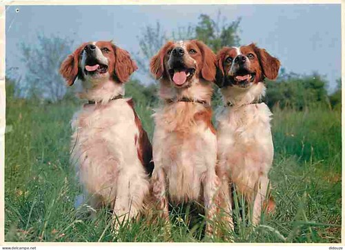 Postcard animals dogs - -,