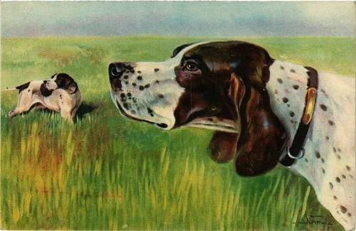 Cpa deutsch kurzhaar dogs - cpa,