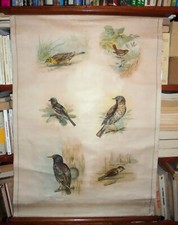 TAVOLA PARIETALE - POSTER DIDATTICO : UCCELLI verzellino tordo passera Vallardi