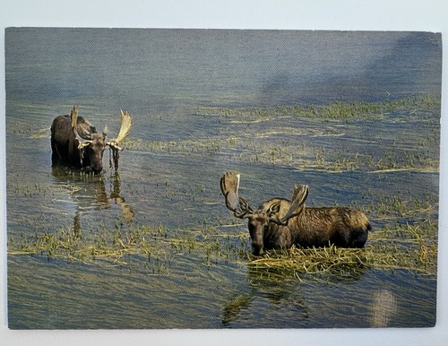 Cartolina fotografica bull - cartolina,