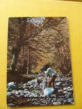 (FG.C37) PARCO NAZIONALE D'ABRUZZO - Attività FOTOGRAFIA (FOTO G. FERRO) animata