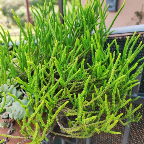Pianta crassula muscosa - 1,