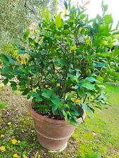 pianta di limoni in vaso di terracotta vecchio 30 anni diametro vaso 70 cm