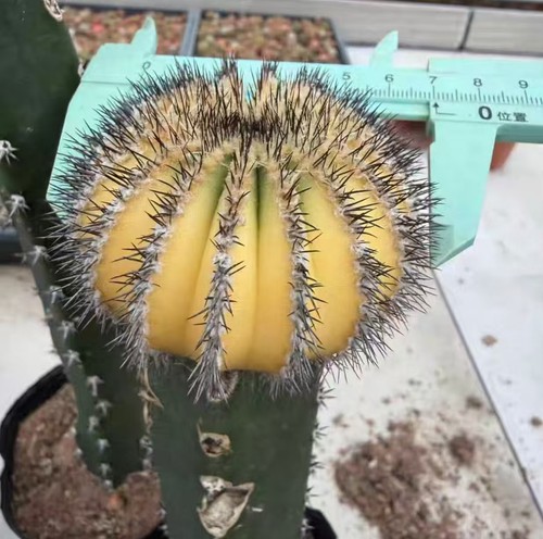 Uebelmannia pectinifera