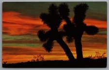 Cartolina Joshua Albero