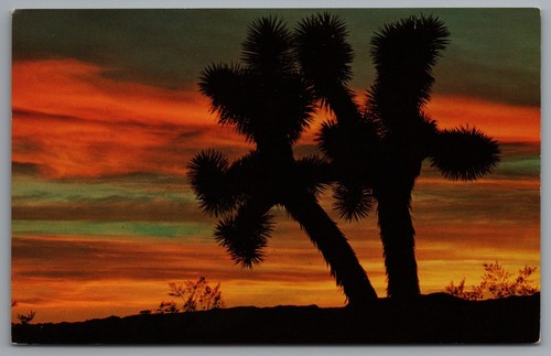 Joshua tree sunset - joshua,