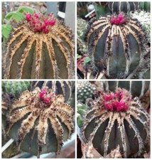 Uebelmannia pectinifera - , 10