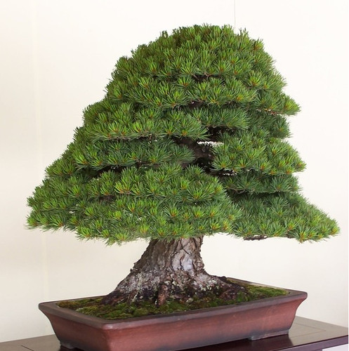 Pino rojo japones pinus - -,