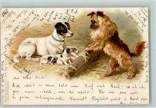 10141882 - Jack Russell