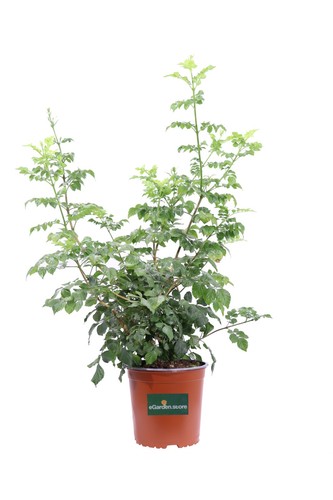 Pianta vera bignonia - pianta,