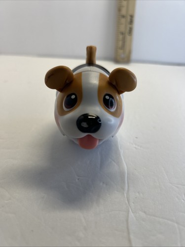 Boxer cuccioli paffuti - , bulldog