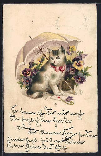 Gatto sotto ombrello con - sotto,