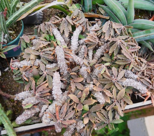 Rara pianta succulenta viva