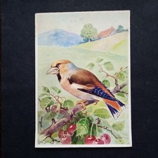 serie Uccelli - Frosone   -illustratore R.Schulz