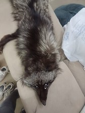 collo di volpe di pelliccia