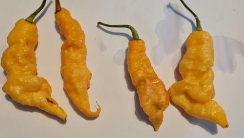 Carolina reaper pink tiger - x,