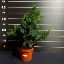 PRE Bonsai Ginepro kishu - n 4