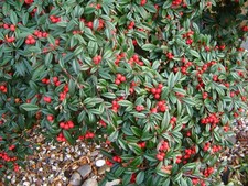 1 PIANTA DI COTONEASTER