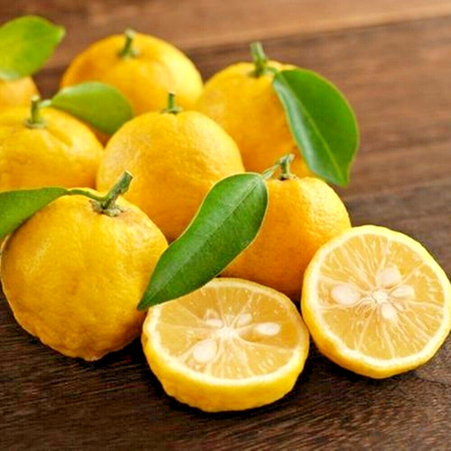 Yuzu mandarino arancio pianta - mandarino,