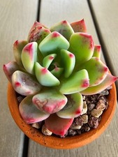 Echeveria Sitifukumiama