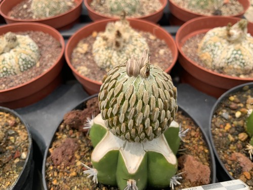 327 pelecyphora aselliformis - 327,