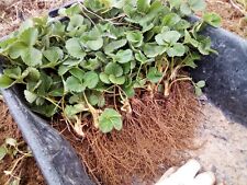 Piantine di Fragole "Rifiorente" a radice nuda naturali "ANAIS" 50 pezzi.