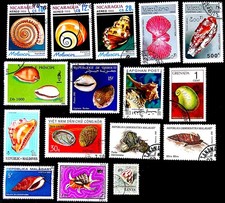 Conchiglie MLS 3 - Molluschi