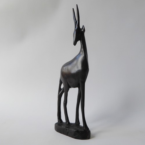 Antilope gazzella africana - , in