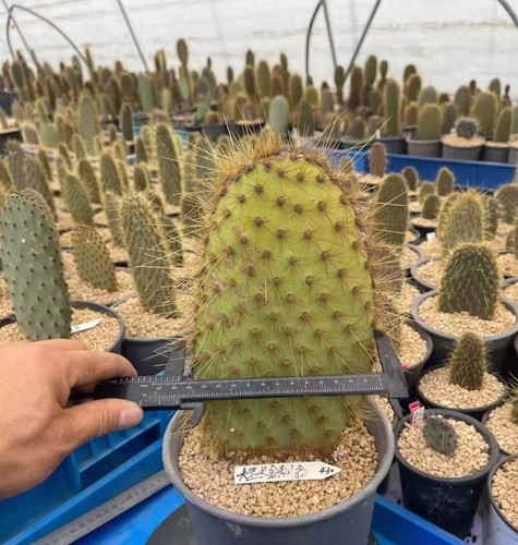 Opuntia grandi spine dorate - 'grandi,