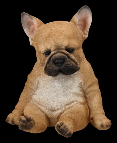 Francese bulldog figura - figura,