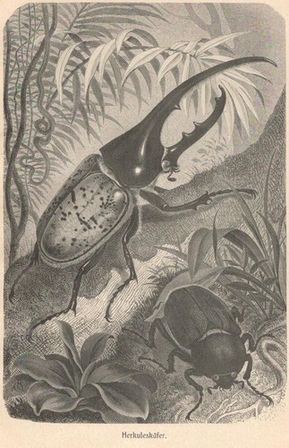 Herkuleskäfer