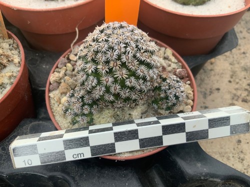 Wysiwyg 057 mammillaria - 057,