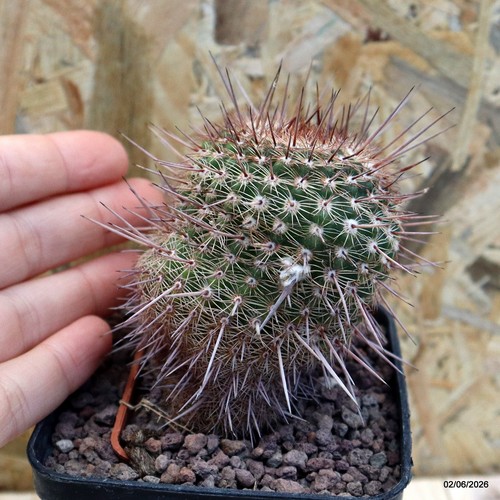 Notocactus eugeniae vaso cm - vaso, 8