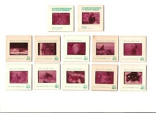 WWF / DE AGOSTINI - 12