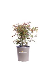 Pianta di Rosa Chinensis