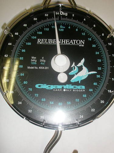 Korda gigantica reuben heaton - gigantica,