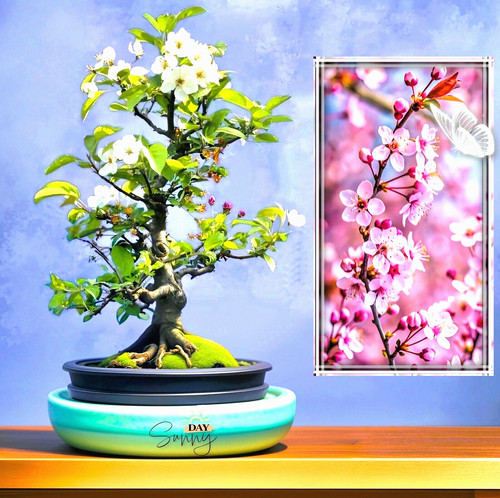 50x semi per - per, bonsai