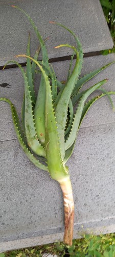 Talee aloe arborescens - aloe,