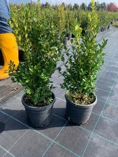 Bosso comune Buxus