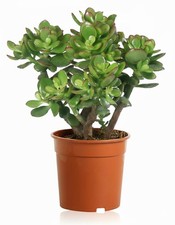 Crassula Ovata Pianta Grassa