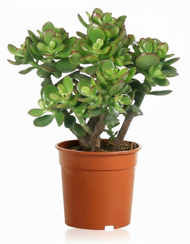 Crassula ovata pianta grassa - crassula,